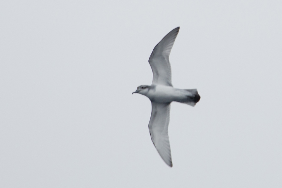 Fulmar Prion (Pachyptila crassirostris)